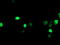 LIM/homeobox protein Lhx1 antibody, LS-C787052, Lifespan Biosciences, Immunofluorescence image 