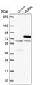 p76 antibody, PA5-53557, Invitrogen Antibodies, Western Blot image 