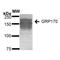 Hypoxia Up-Regulated 1 antibody, MA5-27643, Invitrogen Antibodies, Western Blot image 