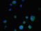 Immediate Early Response 3 antibody, orb46804, Biorbyt, Immunocytochemistry image 