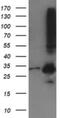 Metabolism Of Cobalamin Associated C antibody, NBP2-45884, Novus Biologicals, Western Blot image 