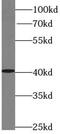 Alcohol Dehydrogenase 5 (Class III), Chi Polypeptide antibody, FNab03678, FineTest, Western Blot image 