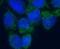 Vitelline membrane outer layer protein 1 homolog antibody, FNab09419, FineTest, Immunofluorescence image 