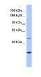 Calmin antibody, orb325895, Biorbyt, Western Blot image 