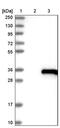Ubiquitin Domain Containing 1 antibody, PA5-57075, Invitrogen Antibodies, Western Blot image 