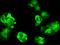 Galactokinase 1 antibody, GTX02208, GeneTex, Immunofluorescence image 