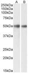 Glycerophosphodiester Phosphodiesterase 1 antibody, AP33504PU-N, Origene, Western Blot image 