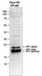 Chromobox 1 antibody, GTX60833, GeneTex, Western Blot image 