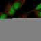 Zinc Finger Protein 280C antibody, HPA051494, Atlas Antibodies, Immunofluorescence image 