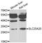 CAC antibody, PA5-77053, Invitrogen Antibodies, Western Blot image 