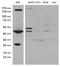 Ubiquitin Like Modifier Activating Enzyme 3 antibody, M05116-1, Boster Biological Technology, Western Blot image 