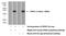 Serine/arginine-rich splicing factor 7 antibody, 11044-1-AP, Proteintech Group, Western Blot image 