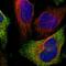 ATP Synthase Mitochondrial F1 Complex Assembly Factor 2 antibody, HPA023329, Atlas Antibodies, Immunofluorescence image 