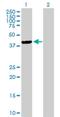 Transcription Factor B1, Mitochondrial antibody, H00051106-B02P, Novus Biologicals, Western Blot image 