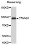 Catenin Beta 1 antibody, abx127105, Abbexa, Western Blot image 