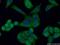 Cytochrome c-type heme lyase antibody, 15118-1-AP, Proteintech Group, Immunofluorescence image 
