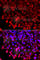Histidyl-tRNA synthetase, cytoplasmic antibody, A7899, ABclonal Technology, Immunofluorescence image 