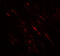 POU Class 2 Homeobox 3 antibody, 7795, ProSci, Immunofluorescence image 