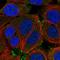 Protein Shroom2 antibody, HPA051646, Atlas Antibodies, Immunofluorescence image 