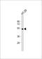 Hepatic triacylglycerol lipase antibody, 56-321, ProSci, Western Blot image 