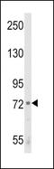 Arachidonate 12-lipoxygenase, 12S-type antibody, PA5-26020, Invitrogen Antibodies, Western Blot image 