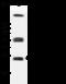 Caveolin-2 antibody, 107444-T36, Sino Biological, Western Blot image 