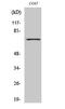 Histone deacetylase 10 antibody, PA5-50985, Invitrogen Antibodies, Western Blot image 