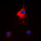 Histidyl-TRNA Synthetase antibody, LS-C353997, Lifespan Biosciences, Immunofluorescence image 
