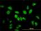 Leucine Zipper Transcription Factor Like 1 antibody, H00054585-M01, Novus Biologicals, Immunocytochemistry image 