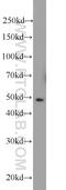 ERBB Receptor Feedback Inhibitor 1 antibody, 11630-1-AP, Proteintech Group, Western Blot image 