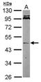Nodal Growth Differentiation Factor antibody, GTX106644, GeneTex, Western Blot image 