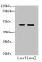 F-box only protein 25 antibody, A66882-100, Epigentek, Western Blot image 
