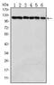 Poly(ADP-Ribose) Polymerase 1 antibody, AM06413SU-N, Origene, Western Blot image 