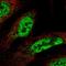 CWC15 Spliceosome Associated Protein Homolog antibody, PA5-58962, Invitrogen Antibodies, Immunofluorescence image 