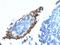 p21 antibody, MBS439062, MyBioSource, Immunohistochemistry frozen image 