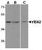 Y-Box Binding Protein 2 antibody, A08610, Boster Biological Technology, Western Blot image 