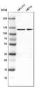 2-oxoglutarate dehydrogenase, mitochondrial antibody, NBP1-84948, Novus Biologicals, Western Blot image 