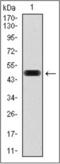 Epidermal growth factor receptor kinase substrate 8 antibody, orb69764, Biorbyt, Western Blot image 