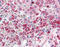 Cholecystokinin A Receptor antibody, TA317669, Origene, Immunohistochemistry frozen image 