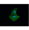 Actinin Alpha 1 antibody, GTX57633, GeneTex, Immunocytochemistry image 