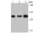 Proteasome Subunit Alpha 1 antibody, A07591, Boster Biological Technology, Western Blot image 