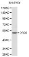 Dopamine Receptor D2 antibody, abx126889, Abbexa, Western Blot image 