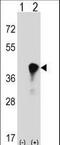C4b-binding protein beta chain antibody, LS-C168132, Lifespan Biosciences, Western Blot image 
