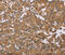 Dimethylarginine Dimethylaminohydrolase 1 antibody, MBS2518947, MyBioSource, Immunohistochemistry frozen image 