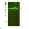 ATPase H+ Transporting Accessory Protein 1 antibody, LS-C813534, Lifespan Biosciences, Western Blot image 