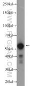 SS18L1 Subunit Of BAF Chromatin Remodeling Complex antibody, 12439-1-AP, Proteintech Group, Western Blot image 
