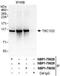 TBC1 Domain Family Member 2 antibody, NBP1-79029, Novus Biologicals, Immunoprecipitation image 