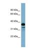 Adenylate Kinase 9 antibody, NBP1-70478, Novus Biologicals, Western Blot image 