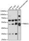SS-A antibody, GTX65834, GeneTex, Western Blot image 