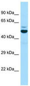 Enhancer Of MRNA Decapping 3 antibody, TA337978, Origene, Western Blot image 